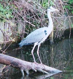 tame heron